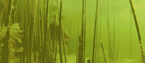 Активность линя