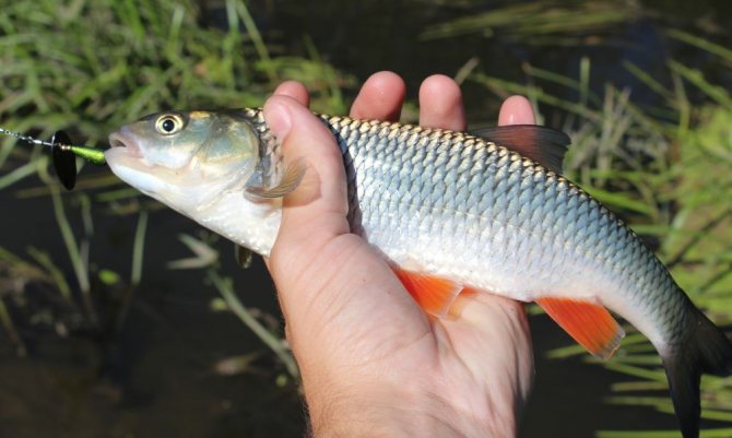 AR-S Trout Model – универсальная «вертушка»