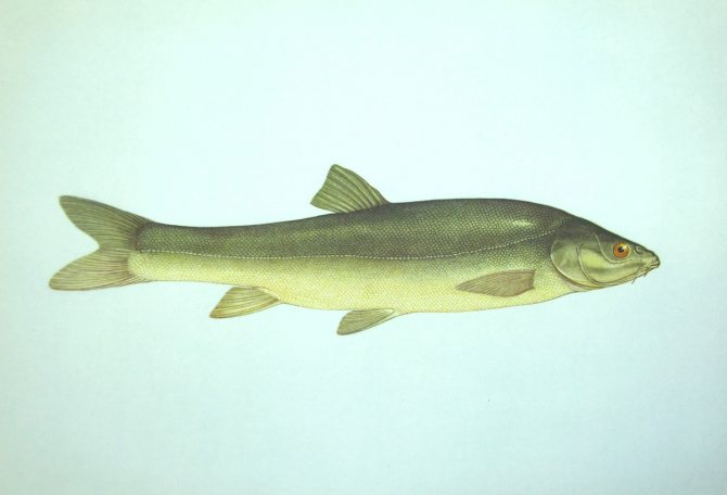 балхашская маринка