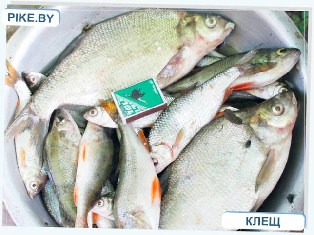 Чигиринское водохранилище: рыбалка и какая рыба водится