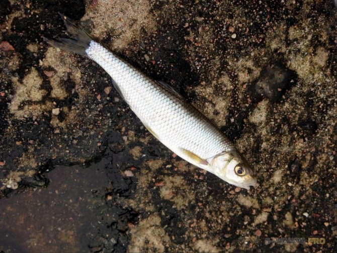 EcoGroup - эксклюзивный представитель брендов Maximus, Alaskan, LureMax, PowerPhantom, BlackSide, EcoPro, Saykio: ОСЕННИЙ ФИДЕР НА ФИНСКОМ ЗАЛИВЕ