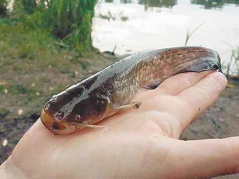 Фото: Алексей Дзюбчук.