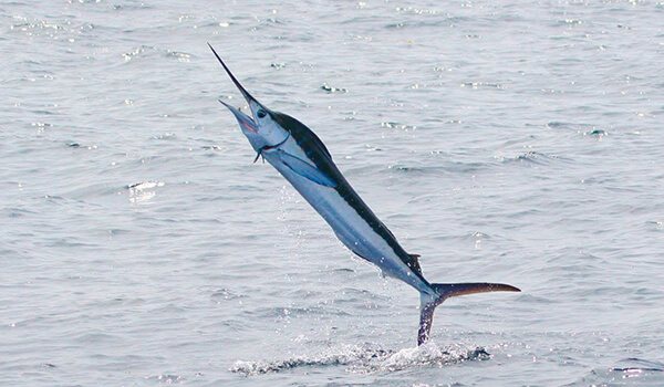 Фото: Марлин