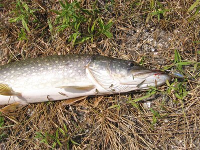 Фото: щука клюнула на вертушку