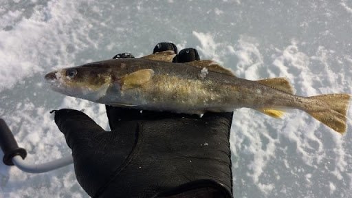 Где обитает и чем полезна рыба навага, рецепты приготовления