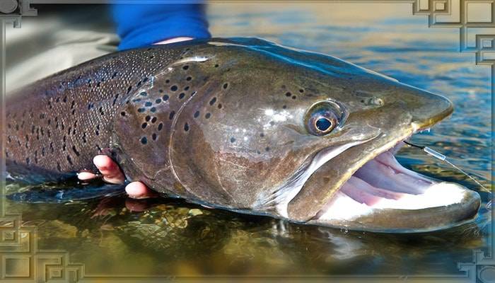 Голова тайменя