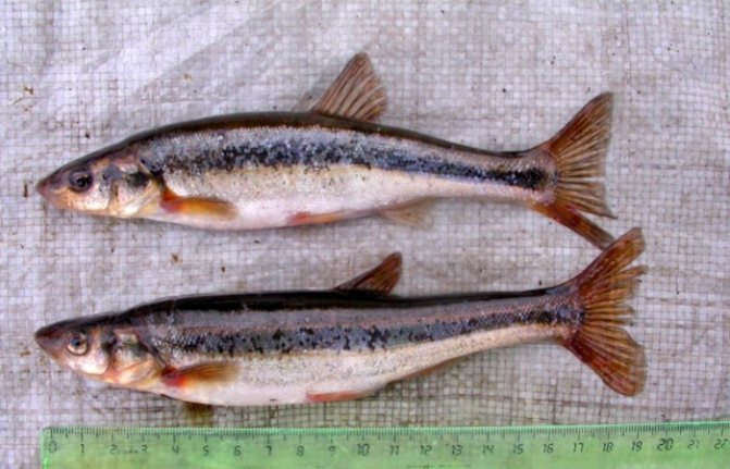 Гольян - название одно, а рыбы разные. Разбираемся!