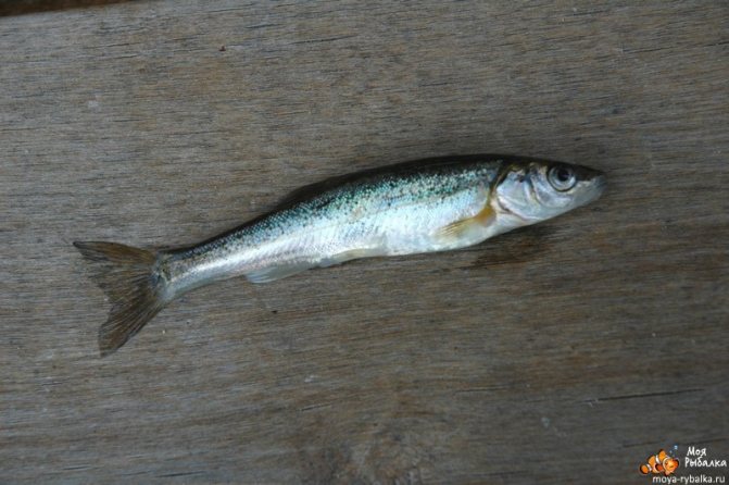 гольян обыкновенный