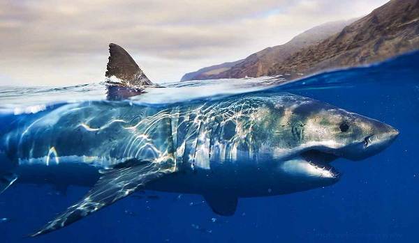 Хищные-рыбы-Названия-описания-и-особенности-хищных-рыб-2