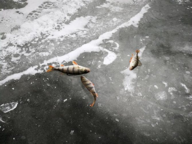 Изображение 7