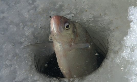 Как ловить подлещика зимой