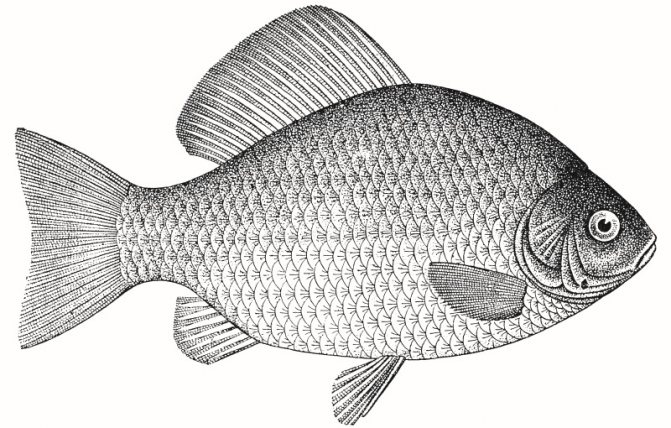 Как выглядит карась картинки