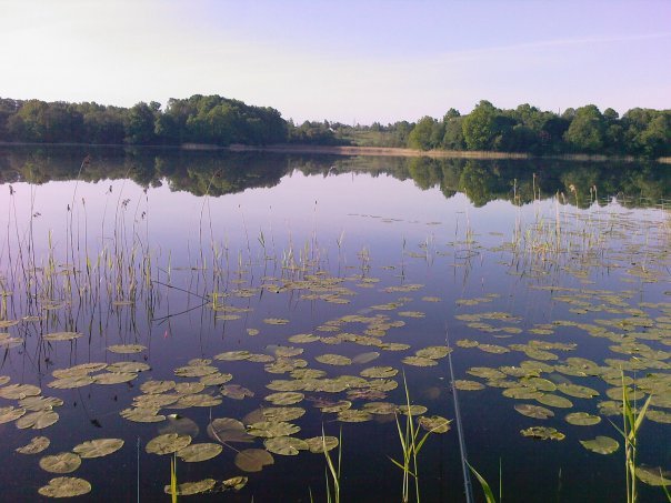Камыши, кувшинка, заросли - это места обитания щуки
