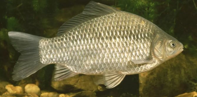 карась плывет под водой