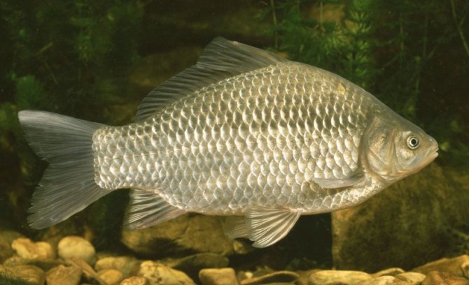 Карась под водой