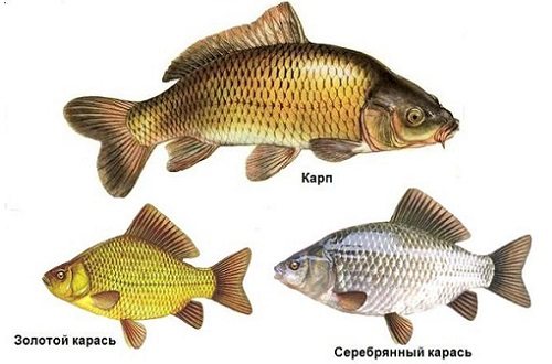 карп и карась