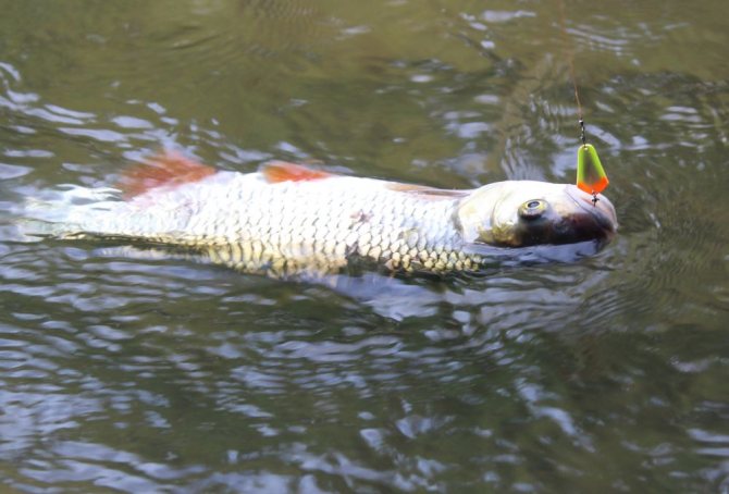 «Колебалки» приносят мне хороших голавлей