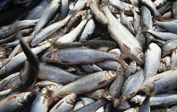 Кутум-рыба-Описание-особенности-виды-образ-жизни-и-среда-обитания-кутума-6