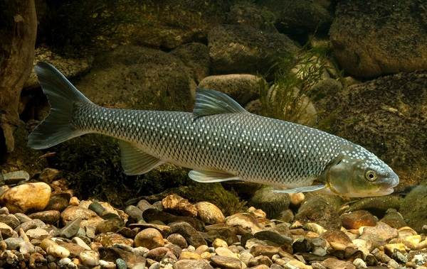 Кутум-рыба-Описание-особенности-виды-образ-жизни-и-среда-обитания-кутума-1