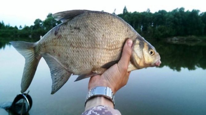 Ловля леща на поплавочную удочку в стоячей воде и на течении