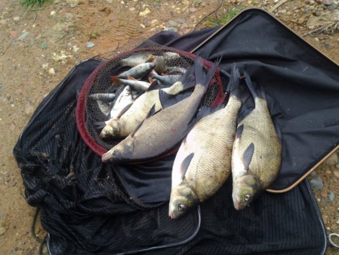 ловля леща на Рузском водохранилище