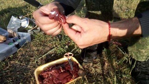Ловля на куриную печень