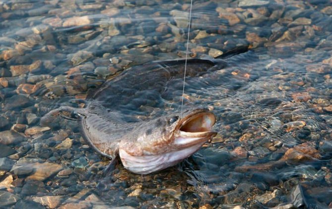 Ловля налима осенью на донку