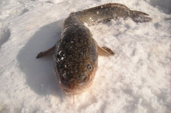 Ловля налима зимой на блесну в Мурманской области на озере Имандра