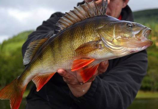 ловля окуня на спиннинг