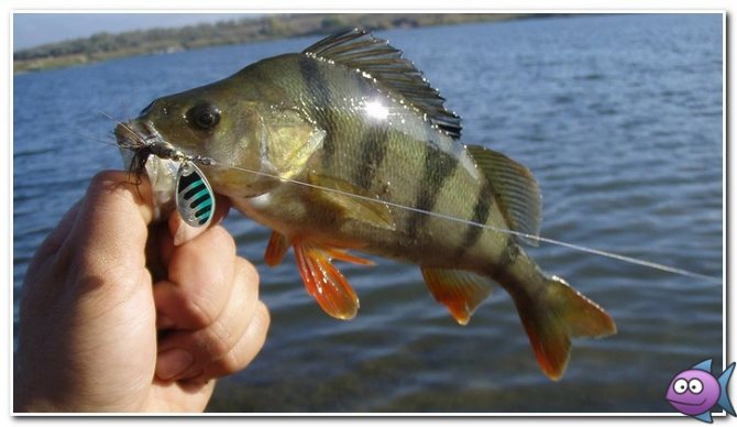 ловля окуня на вертушку