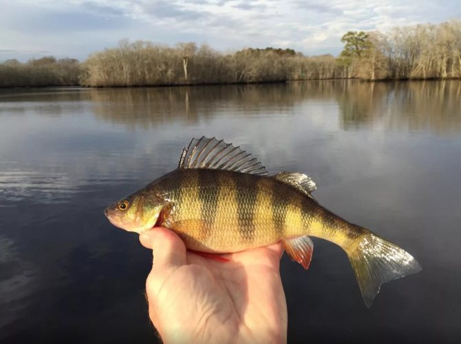 ловля окуня весной