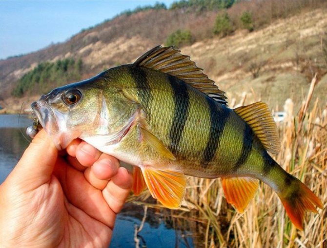 ловля окуня весной