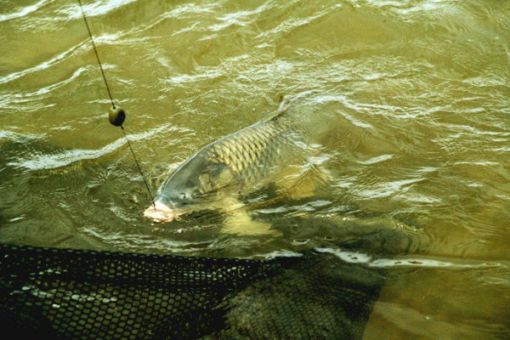 Ловля сазана осенью