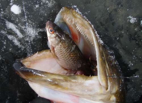 Ловля щуки на Верхнерузском водохранилище