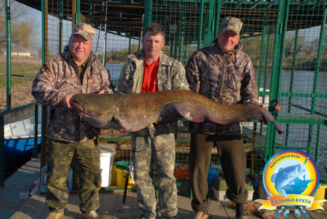 Ловля сома в Сазаньей Бухте
