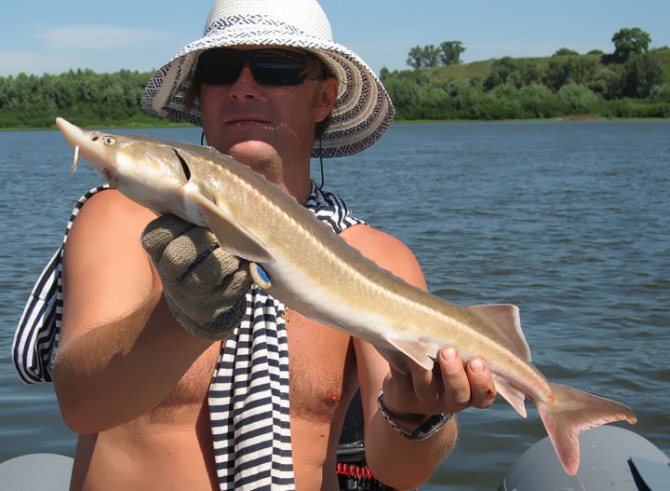 Мужчина держит стерлядь