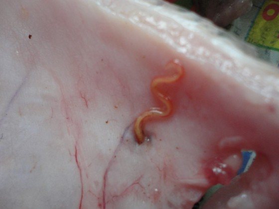 Нематоды в рыбе