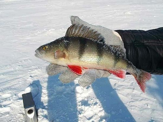 Окунь на ладони рыбака