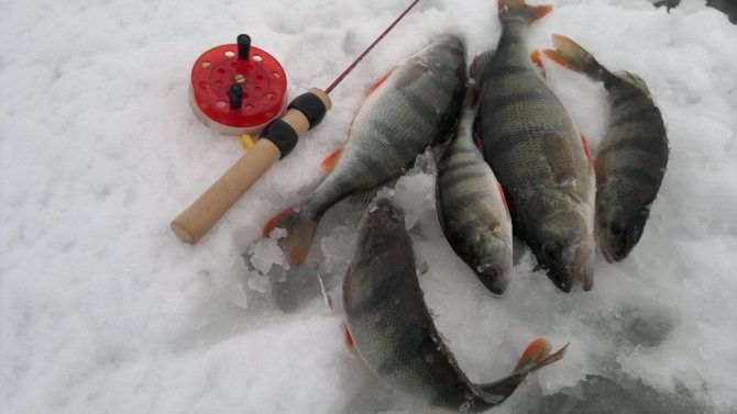 Окунь зимой