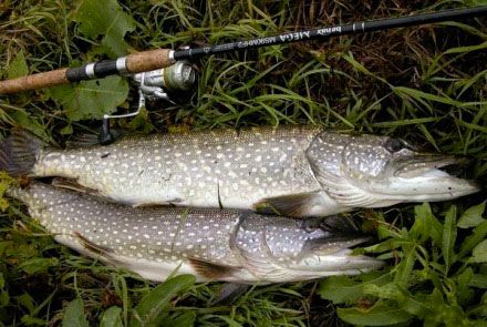 осенний трофей