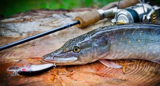 Оснастка для осторожной щуки