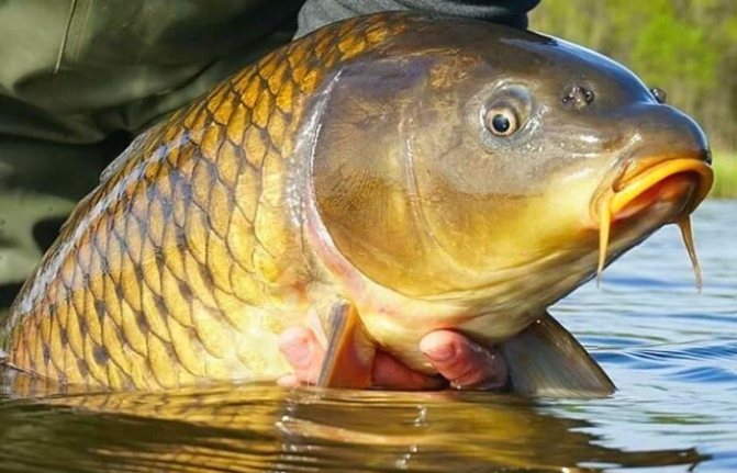 Основы тактики карповой ловли. Часть 3. Как правильно и точно выполнить заброс на любую дистанцию.