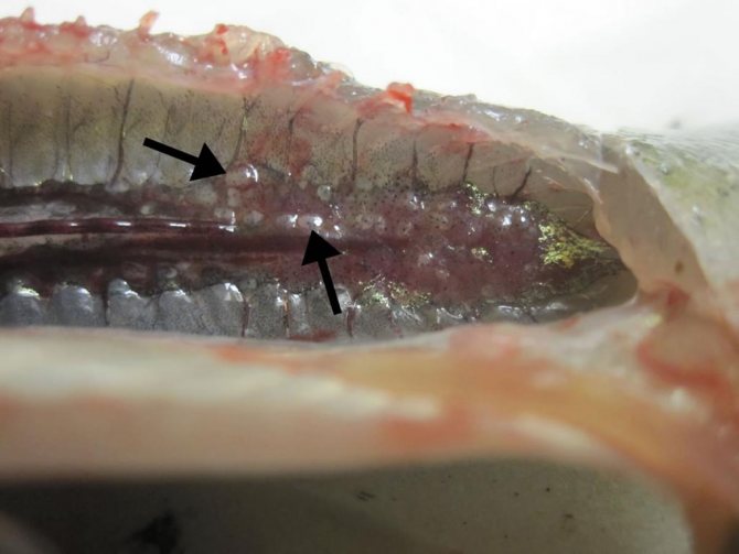 Паразиты в рыбе