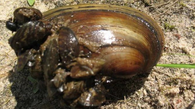 Перловица со спутниками