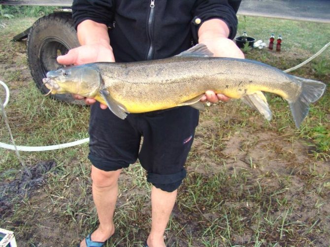 Пойманная маринка