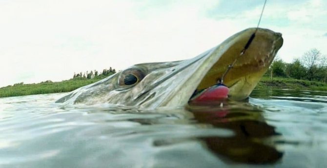 Пойманная щука