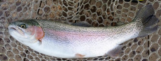 Рыба Микижа