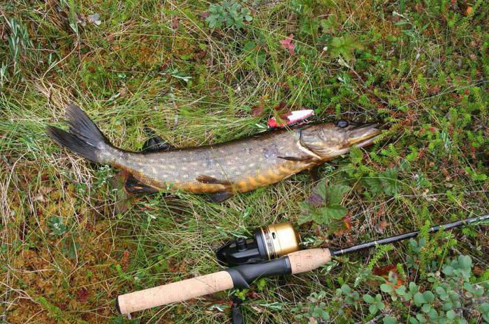 рыбалка генезис отзывы