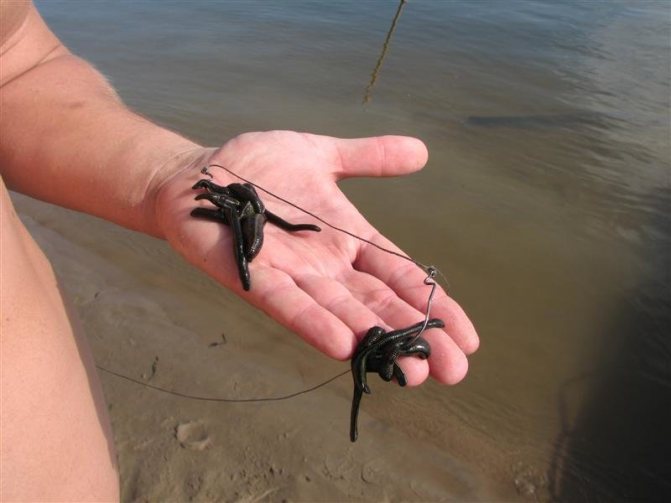 Рыбалка на пиявку