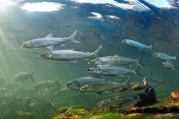 Рыбы-озер-Названия-описания-и-особенности-рыб-обитающих-в-озерах-2